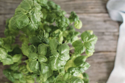 Ein frischer Basilikum von oben