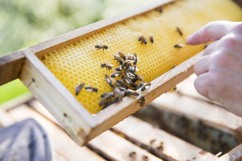Ein Netz von Bienenwaben, auf dem Bienen krabbeln.