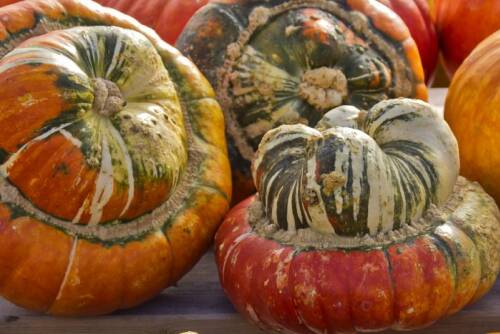 Bischofsmütze Kürbisse vor hellem Hintergrund.