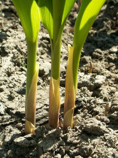 Die Blätter des Maiglöckchens umschließend den "Hauptstiel".