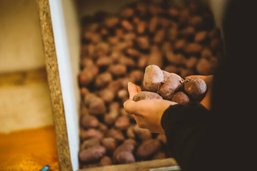 Momentan der absolute Trend: Bunte Kartoffeln. Hier sieht man eine eher rötliche Sorte in einem Aufbewahrungbehälter, von hier aus werden die Kartoffeln dann direkt verpackt und verschickt.