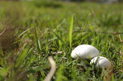 Wildchampignons auf einer grünen Wiese, von vorne fotografiert.