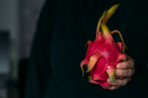 Drachenfrucht in Hand vor schwarzem Hintergrund.