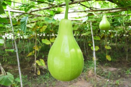 Grüner Flaschenkürbis in Gewächshaus.
