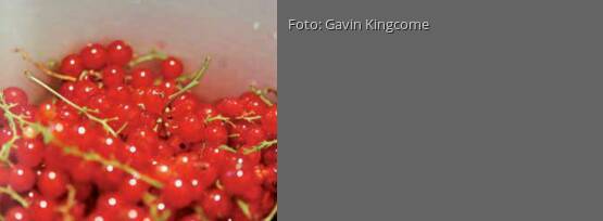 Rezeptbild für "Johannisbeerlikör"