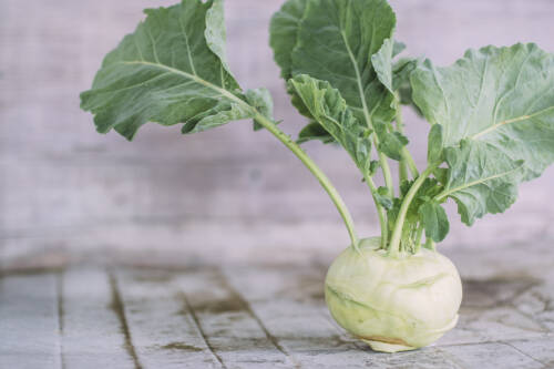 Beim Kauf von Kohlrabi solltest du darauf achten, dass er frisch aussieht, eine unversehrte Oberfläche besitzt und die Blätter noch nicht welken.