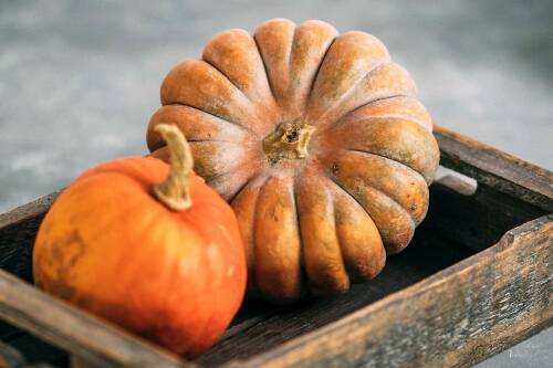 Orangefarbene Kürbisse in einer Holzkiste vor grauem Hintergrund von vorne fotografiert.