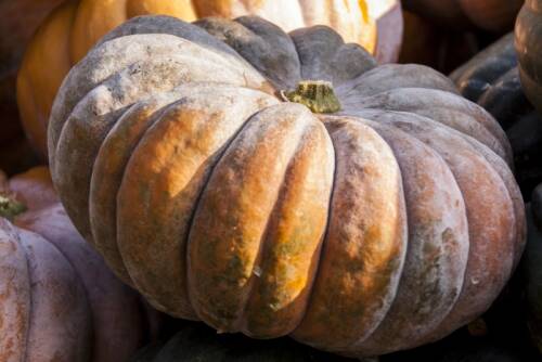 Muskatkürbis vor anderen Kürbissen und dunklem Hintergrund.