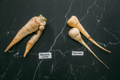 Pastinake und Petersilienwurzel nebeneinander mit Schildern vor schwarzem Hintergrund.