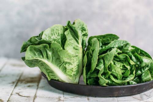 Ein Kopf Romanasalat auf einem Tablett vor hellem Hintergrund leicht angeschnitten und von vorne fotografiert