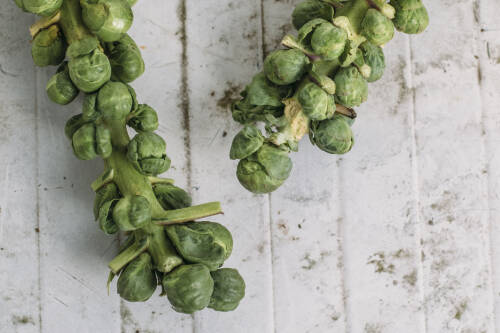 Neben Grünkohl und Lauch kannst du im Februar auch Rosenkohl aus deutschem Freilandanbau kaufen.
