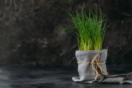 Schnittlauch in Topf vor dunklem Hintergrund.