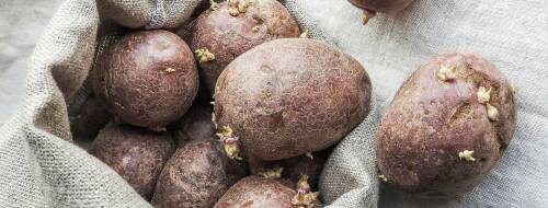 Treibende Kartoffeln mit kleinen Trieben auf einem hellen Kartoffelsack