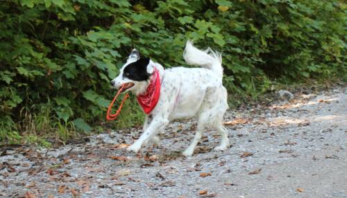 Hund Maya bringt einen Reifen zurück.