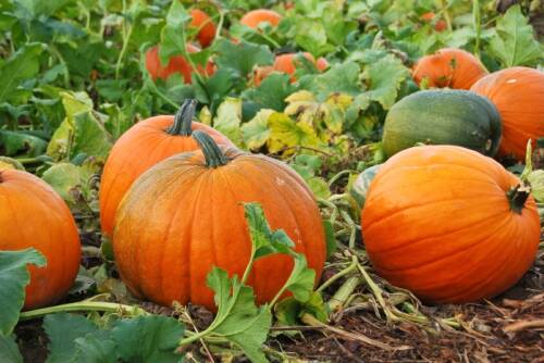Zentnerkürbisse auf Feld mit Grün.