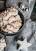 Vegetarisches Rezept: Wespennester 2